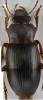Ophonus rufibarbis